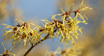 Does Witch Hazel Build Collagen?