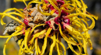 What to do after using witch hazel?