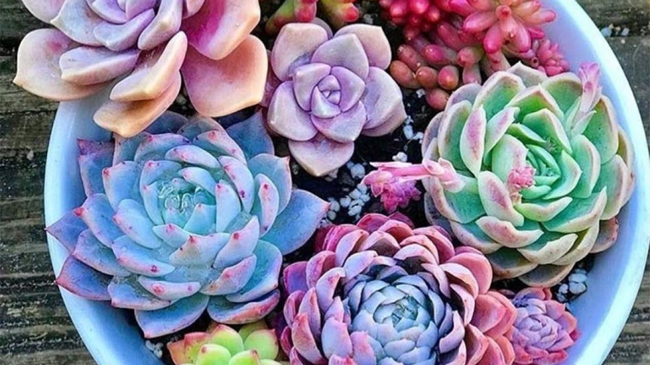 best gifts for succulent lovers